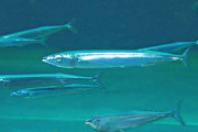 もはやサンマは高級魚　「日本近海に戻らない恐れ」指摘も