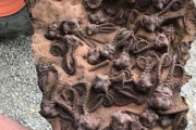 【画像】2億3000年前の地層から見つかった化石がきもすぎるｗｗｗ