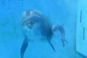 【新江ノ島水族館】寄り添う姿「癒される」　人工授精でイルカの赤ちゃん誕生