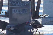 これ何の儀式？七面鳥が墓石の周りをくるくる回るエンドレス