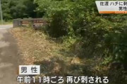 ハチに刺された男性、３時間後に再び刺され死亡　１回目の種類は不明、２回目はアシナガバチ・佐渡