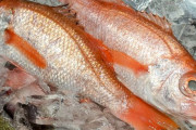 高級魚って「高いからきっと美味しいんだろなぁ～」って期待して食べるとガッカリすることが多い