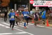 【動画】鹿の大群が奈良マラソンのコースに乱入　実行委員会「ここまでの数は珍しい」