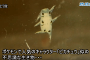 【画像あり】沖縄の漁港にピカチュウ出現！？不思議な生物がネットで物議