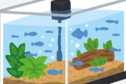 【画像】水槽に変な虫いたんだがこれ何？？？？