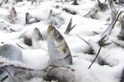 【アカン】死んだイワシ数百匹が北海道の海岸に漂着・・・寒さに耐えきれなかった模様