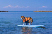 瀬戸内海に転落した柴犬　漂流の末、約26時間後5km先の島で無事発見! 飼い主と涙の再会 SNSの拡散が奏功　[8/31]