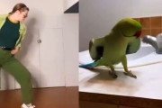 「シンクロ率100％じゃないか…」インコのダンスを完璧に再現する女性