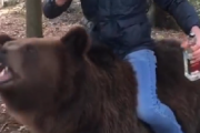 【動画】ロシア人「おっ野生の熊おるやん」