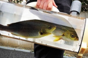 【朗報】魚を散歩させる器具、開発される　何これすげぇ