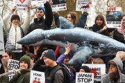 日本を脱退に追い込んだ国際捕鯨委員会、財政難に陥り「追放系なろう小説」と言われてしまう・・・