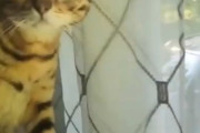 【動画】はじめて熊を見た猫さん、ビビってしまう