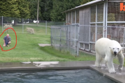 本物のホッキョクグマとプールで泳いで遊べる「世界で唯一の男性」 海外の反応