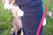 猫さんを散歩に連れていくとこんな可愛いことになるのね！【再】