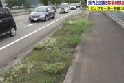 【画像】ビッグモーター沿道、草が生え始めるｗｗｗｗｗｗ