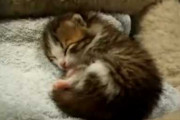 【動画】 おねむの子猫【再】