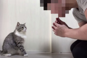 【闇深】もちまる日記さん、猫の里親募集に13回も落ちていたｗｗｗｗｗ