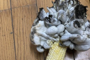 男性「うちのトウモロコシに黒穂病が出た」→グロいけど食べられると判明しまさかの食レポへ→結果・・・