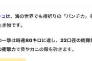 シャコは自分のパンチ力で拳を痛めないよう「衝撃波を遮断」していた！