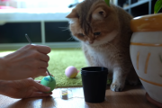 イースターデイをホシコと楽しむ！「まんまる猫ホシコの日常」海外の反応