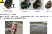 【悲報】ジャンボタニシの出産、フィーバー