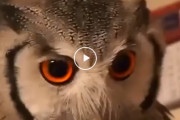 海外「奇妙な生き物だ」 このフクロウの顔の変化が海外で話題に