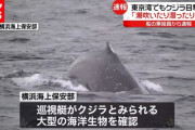 東京湾にもクジラ出現。