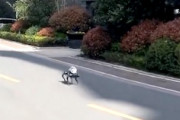 【上海封鎖】ロックダウンを知らせるスピーカーを背負った4速歩行ロボットが徘徊するの不気味ｗｗｗ