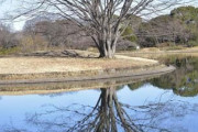 【画像】いい天気だから公園行って写真撮った！ロウバイが満開