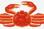 北海道「オオズワイガニ大漁！メスを『親がに』として安く販売します」　鳥取「値崩れするからやめて」 ネット「そもそもメスはリリースしたほうが・・・」