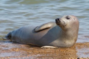 【画像】水族館で飼い慣らされたアシカさん、もうただの人だったwwww