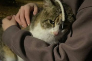 NNN活動報告。1週間女性を追いかけ続けた猫、ついに永遠の家をゲット