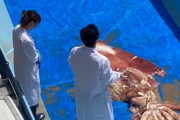 【画像】ダイオウイカの解体ショー