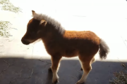 こんなにかわいいポニーちゃんがずっとくっ付いてきたら…！  海外の反応