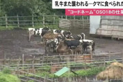 【北海道】体重350kgの巨大ヒグマが牛を次々襲う！OSOろしすぎる・・・