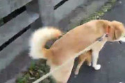 【再掲】【動画】 犬と一緒に散歩する猫の親子