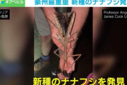 【昆虫】新種の巨大ナナフシを豪州で発見、約40cm