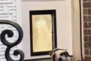 犬がペットドアを通って家の中に入る。でも後を付いてきた子ブタは使い方が分からない → 犬は優しく教えます…