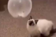 【ネコ】 風船のおもちゃを買ってきた。喜んでくれるかな？ → 猫は廊下でこうなります…