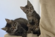 飼い主がドアをあけると・・・。子猫たち「抱かれきたのかニャ？」ｺｸﾋﾞｶｼｹﾞｰ
