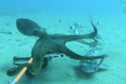 【動画】食おうとした？泳いでいるサメを捕らえるタコさんが撮影される。