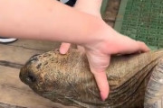 【動画】女さん、亀の頭をスリスリ撫でて「気持ちいいんかな？ｗ」