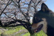 柴犬って可愛いよな