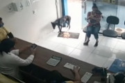 【イヌ】足を負傷した野良犬が助けを求めて獣医さんを訪れる。（ブラジル）
