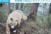 【画像】価値を失ったパンダ見つかる