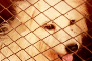 【画像】殺処分予定の犬たちの表情がヤバい