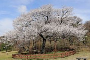 【中央日報】 韓国ソウル、日本の桜をなくす…韓国品種に植え替えへ　永登浦区の汝矣島（ヨイド）桜通り
