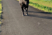 ［超画像］堤防で牛が出現