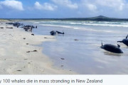 【前触れ】ニュージーランドでゴンドウクジラの大群が打ち上げられる…既に「100頭近く」が死ぬ