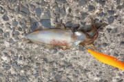 【画像】ワイ、初めてイカを釣る